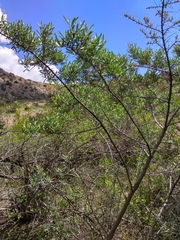 Hippophae