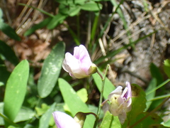 Lathyrus graminifolius
