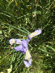Iris missouriensis