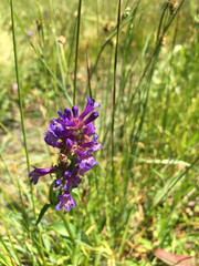Penstemon heterodoxus heterodoxus