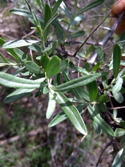 Hippophae