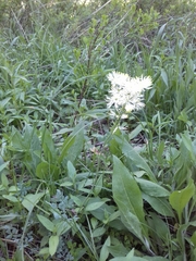 Thalictrum petaloideum