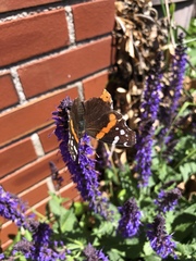 Vanessa atalanta