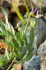 Viola hallii