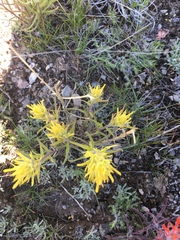 Castilleja flava
