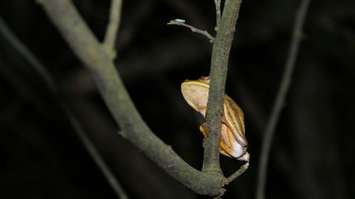 Boana semilineata