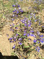 Collinsia sparsiflora