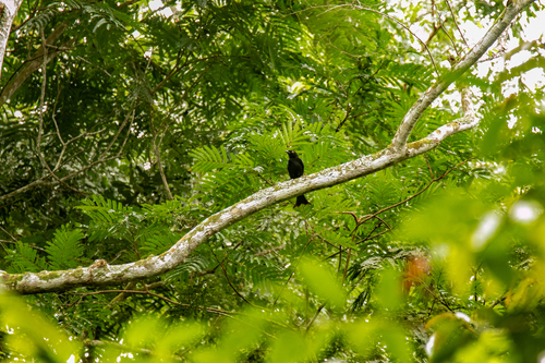 iNaturalist image