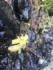 Pinguicula macroceras