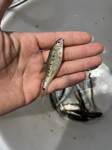 Yunnan barb (Acrossocheilus yunnanensis) — Cyprinidae — 2