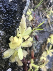 Pinguicula macroceras