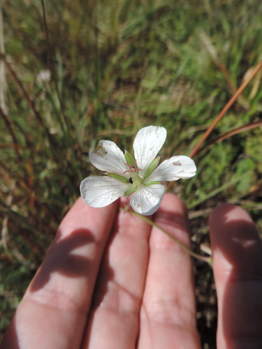 East African Cranesbill (Geranium vagans)