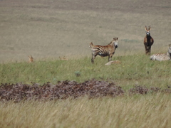 Equus quagga crawshayi