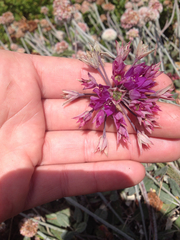 Allium dichlamydeum