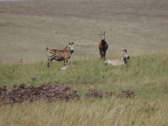 Equus quagga crawshayi