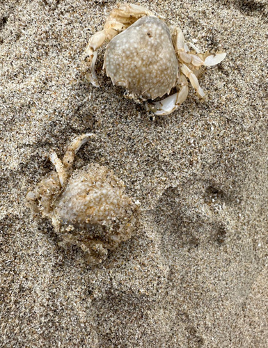 Pennant's Swimming Crab, North Sea, South Holland, NL, photo 8 of 10