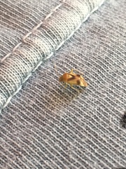 Neolygus vitticollis