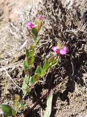 Polygala ohlendorfiana