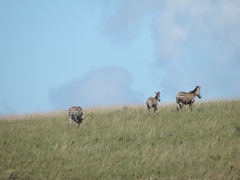 Equus quagga crawshayi