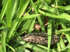 Chrysochroinae