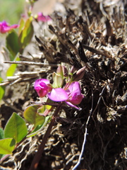Polygala ohlendorfiana