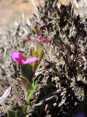 Polygala ohlendorfiana