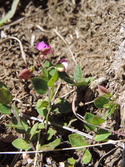 Polygala ohlendorfiana