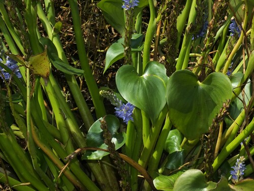 Pontederia africana