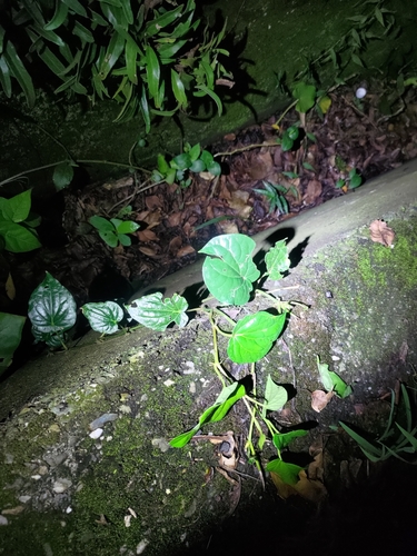 Image of Betel (Piper betle) by (c) 林正文, some rights reserved (CC BY)