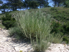 Jurinea stoechadifolia