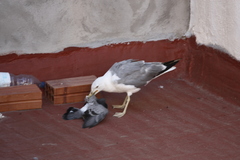 Larus michahellis