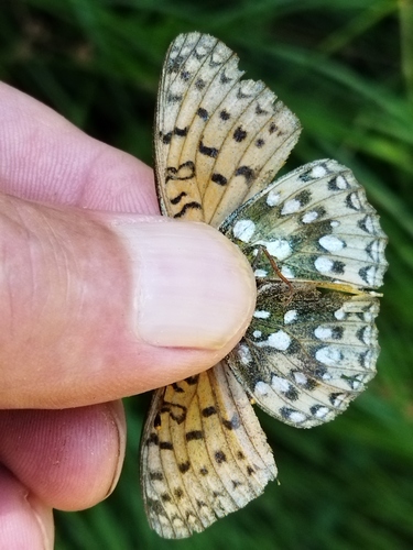 Dark Green Fritillary photo 2