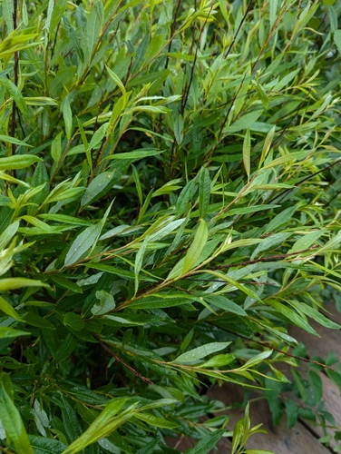 Image of Salix planifolia by (c) Todd Boland, some rights reserved (CC BY)