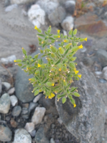 Image of Mimetanthe pilosa by (c) Jonas Katona, some rights reserved (CC BY)