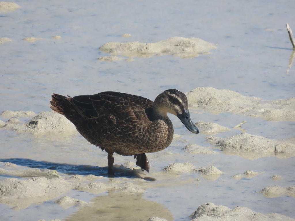 Grey Teal