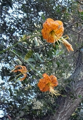 Lilium humboldtii