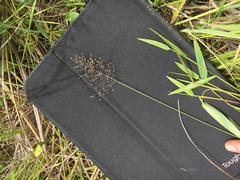 Dichanthelium boreale