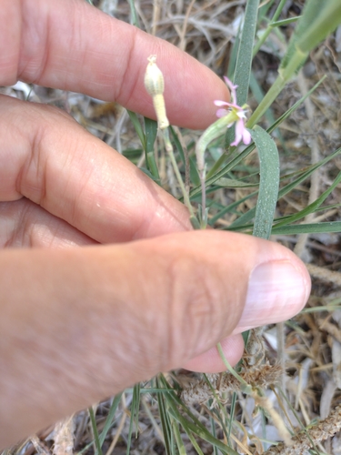 Silene canescens