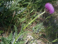 Carduus hamulosus