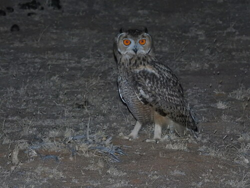 Búho desértico (Bubo ascalaphus)