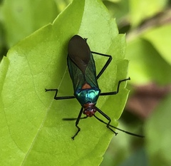 Sphictyrtus sumtuosus