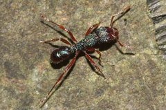 Rhytidoponera aspera