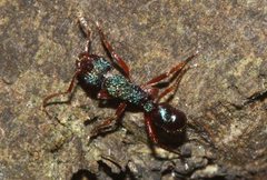 Rhytidoponera aspera