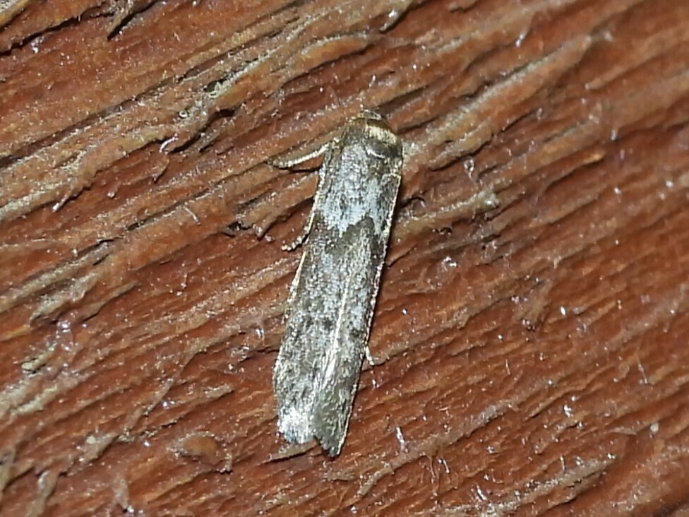 Blastobasis tanyptera from Coomba Park NSW 2428, Australia on July 19 ...