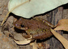 Fuscous-blotched Snouted Tree Frog - Photo (c) Cláudio Dias Timm, some rights reserved (CC BY-NC-SA)