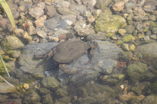 Flatback Mud Crab