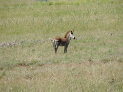 Equus quagga crawshayi