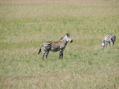Equus quagga crawshayi