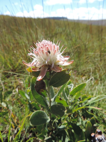 Mini Sugarbush (Protea heckmanniana)