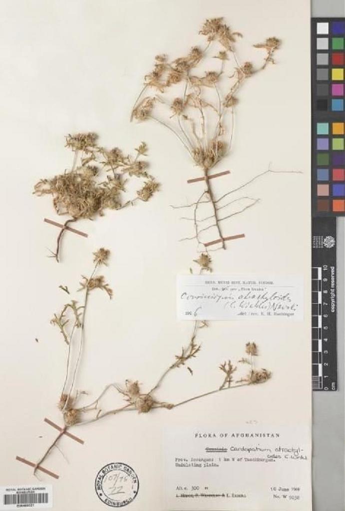 Cardopatiinae